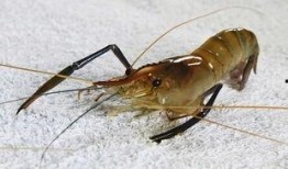 剥虾工人爆料视频播放下载,揭秘海鲜加工行业幕后真相